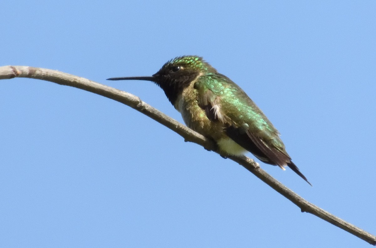 Ruby-throated Hummingbird - ML619323219
