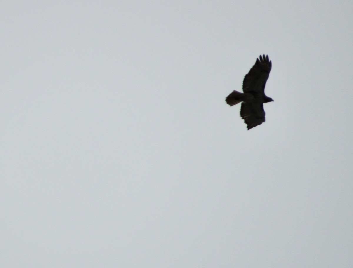Red-tailed Hawk (borealis) - ML619323256