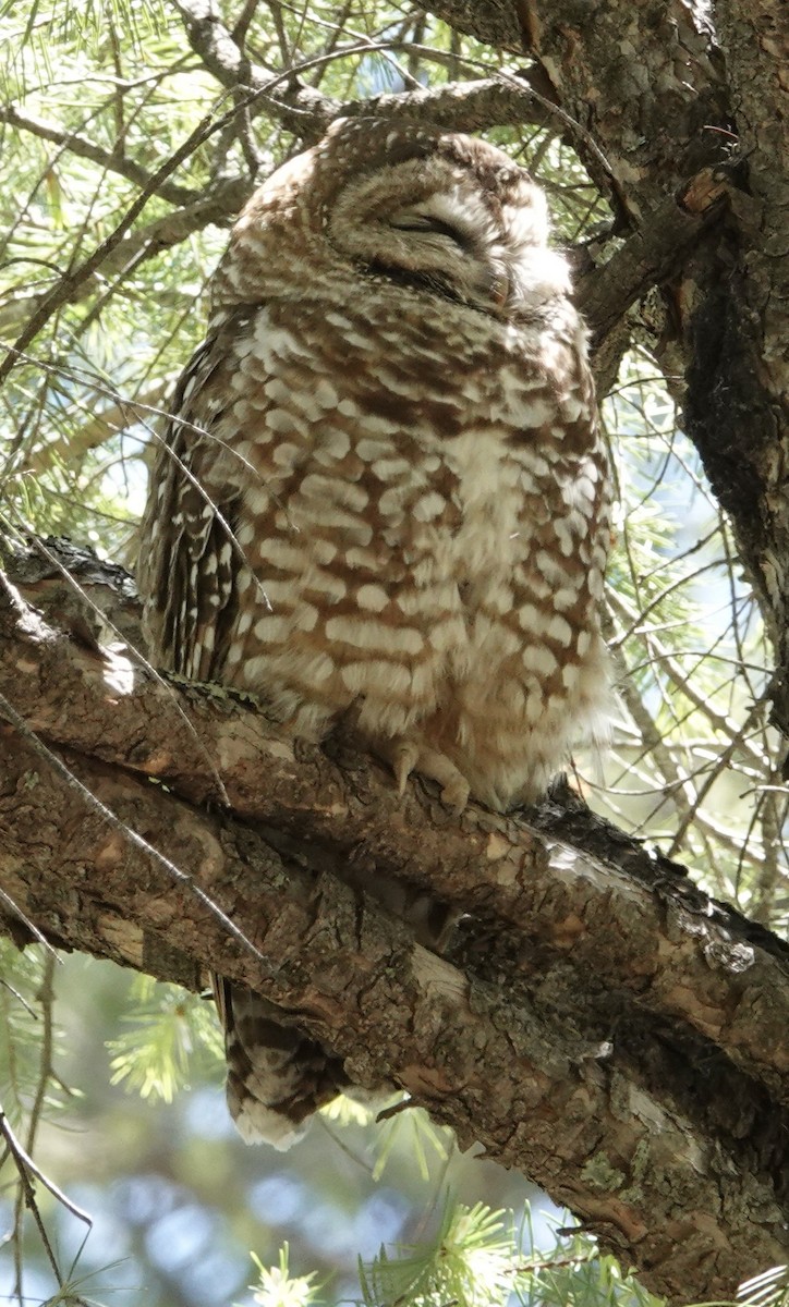Spotted Owl - ML619323260