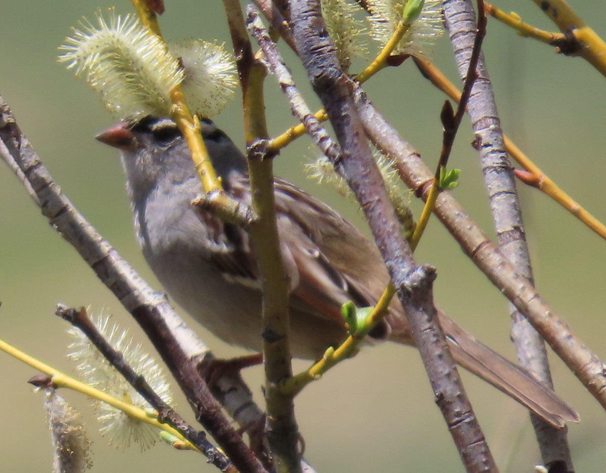 White-crowned Sparrow (oriantha) - ML619323288