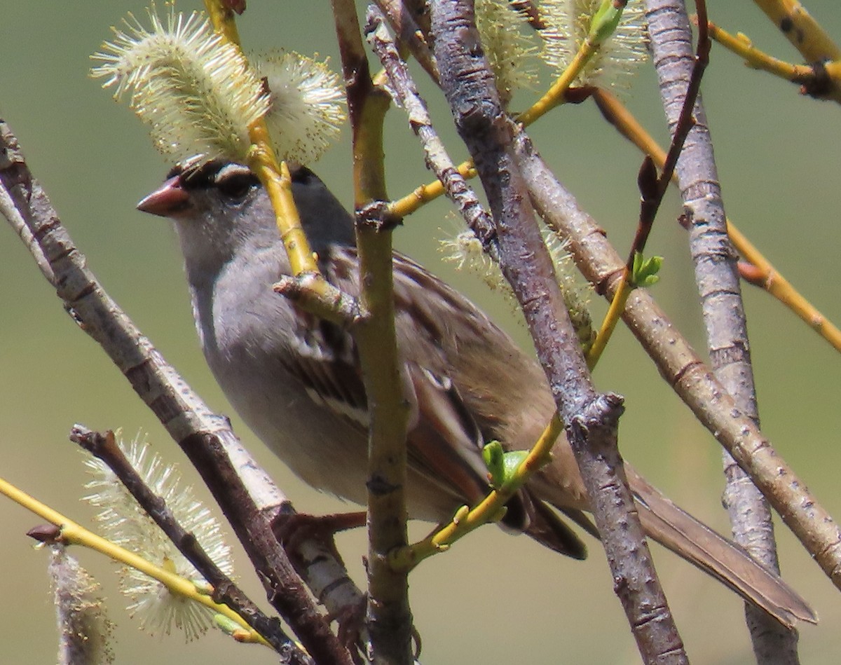White-crowned Sparrow (oriantha) - ML619323297