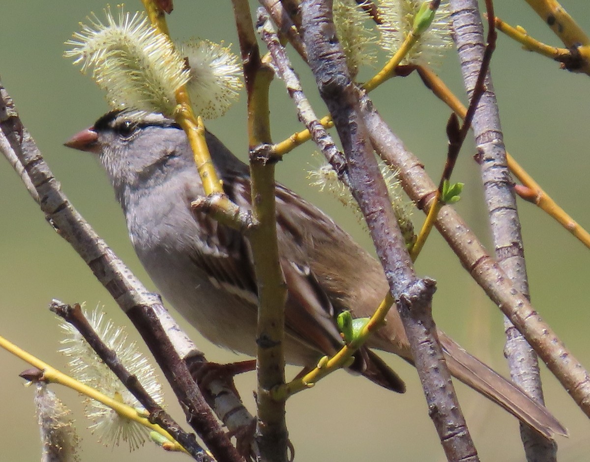 White-crowned Sparrow (oriantha) - ML619323305