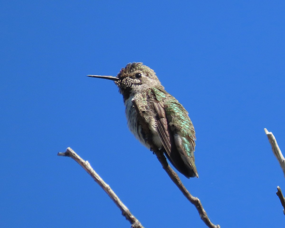 Anna's Hummingbird - ML619323306