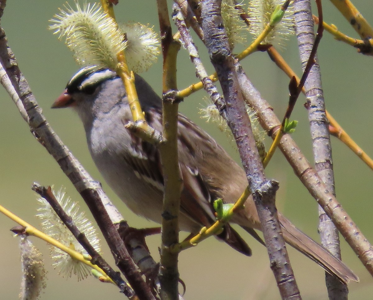 White-crowned Sparrow (oriantha) - ML619323317