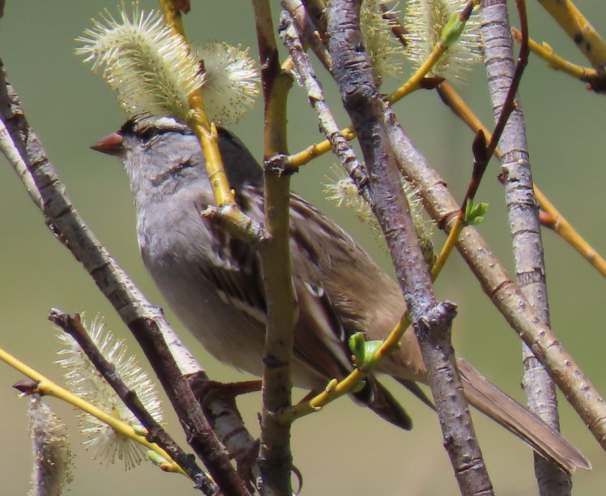 White-crowned Sparrow (oriantha) - ML619323329