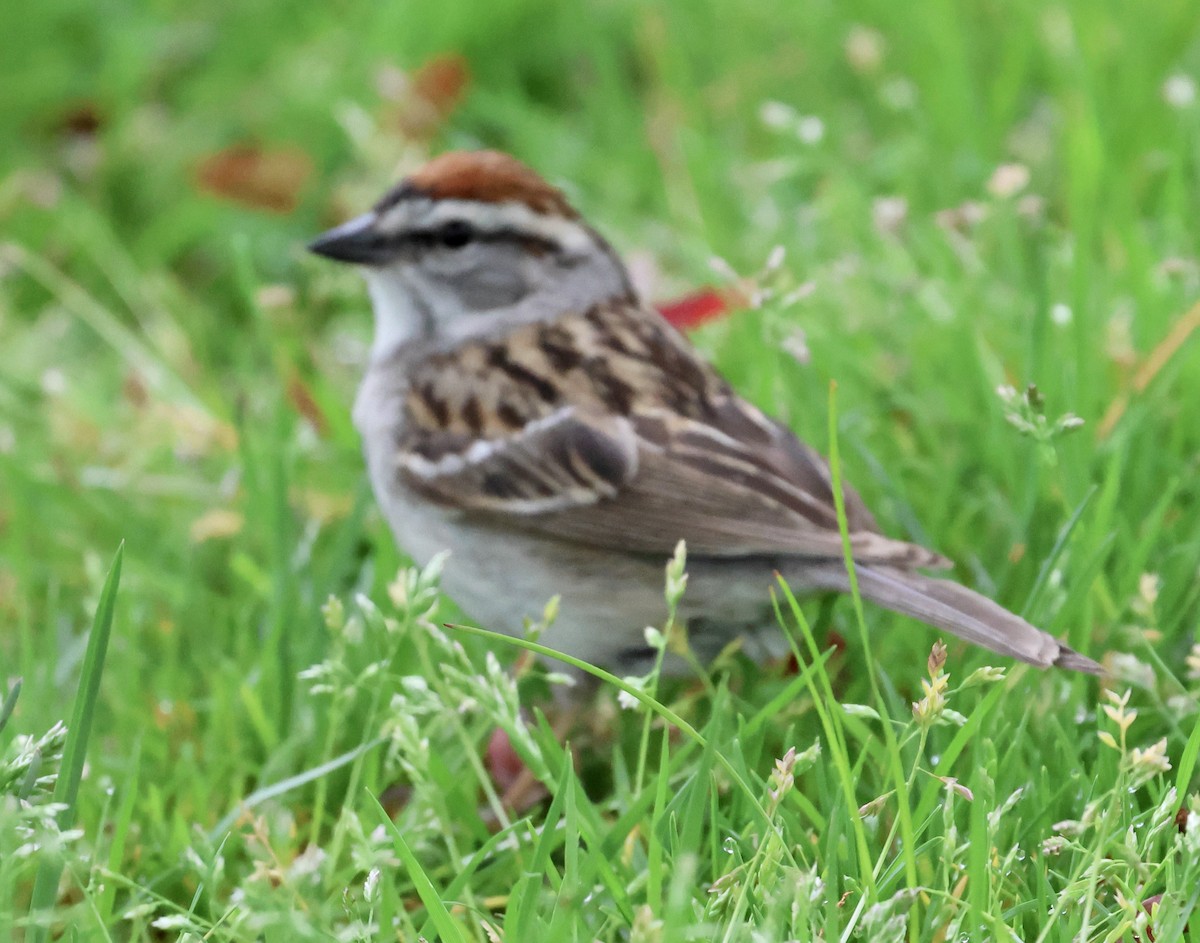 Chipping Sparrow - ML619323333