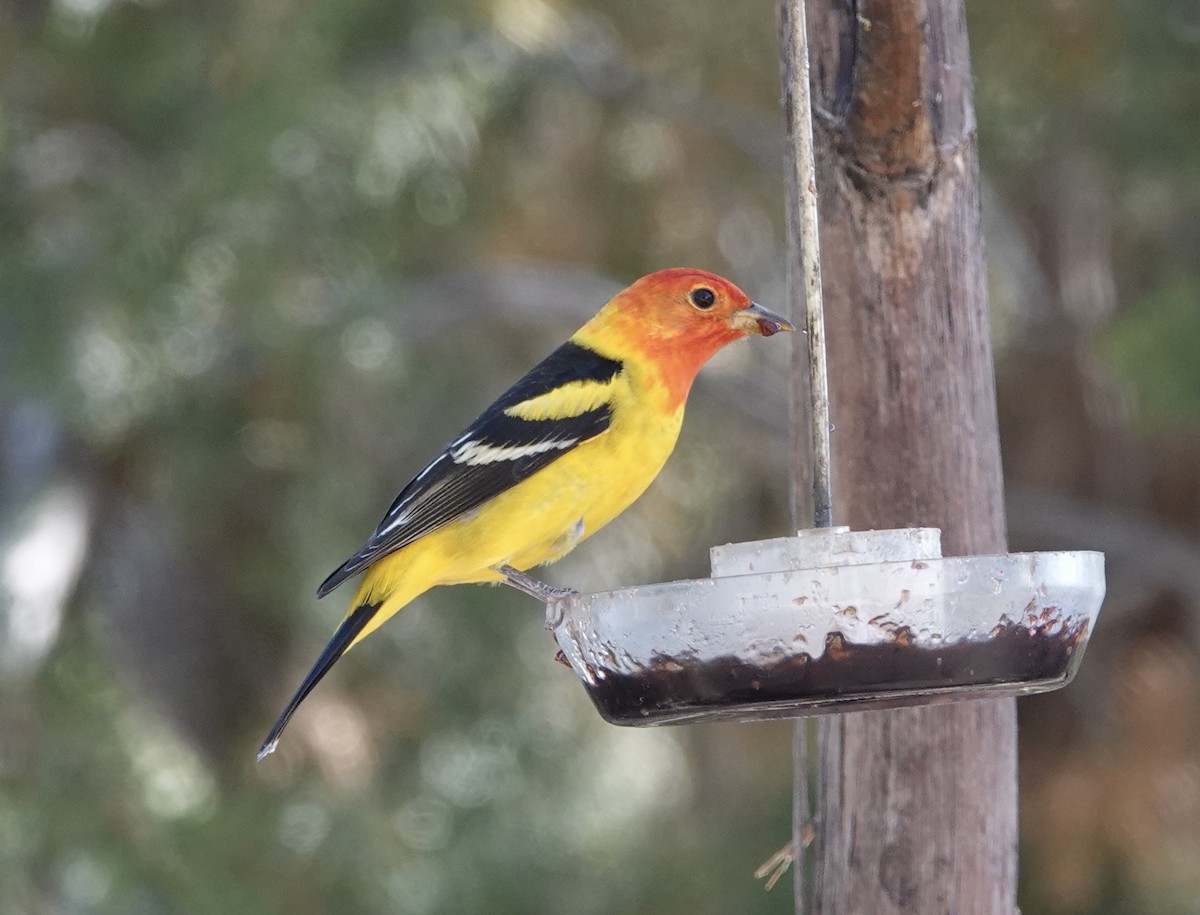 Western Tanager - ML619323336