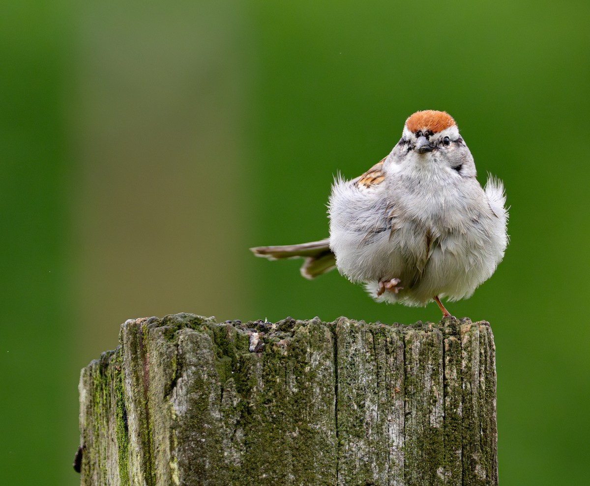 Chipping Sparrow - ML619323347