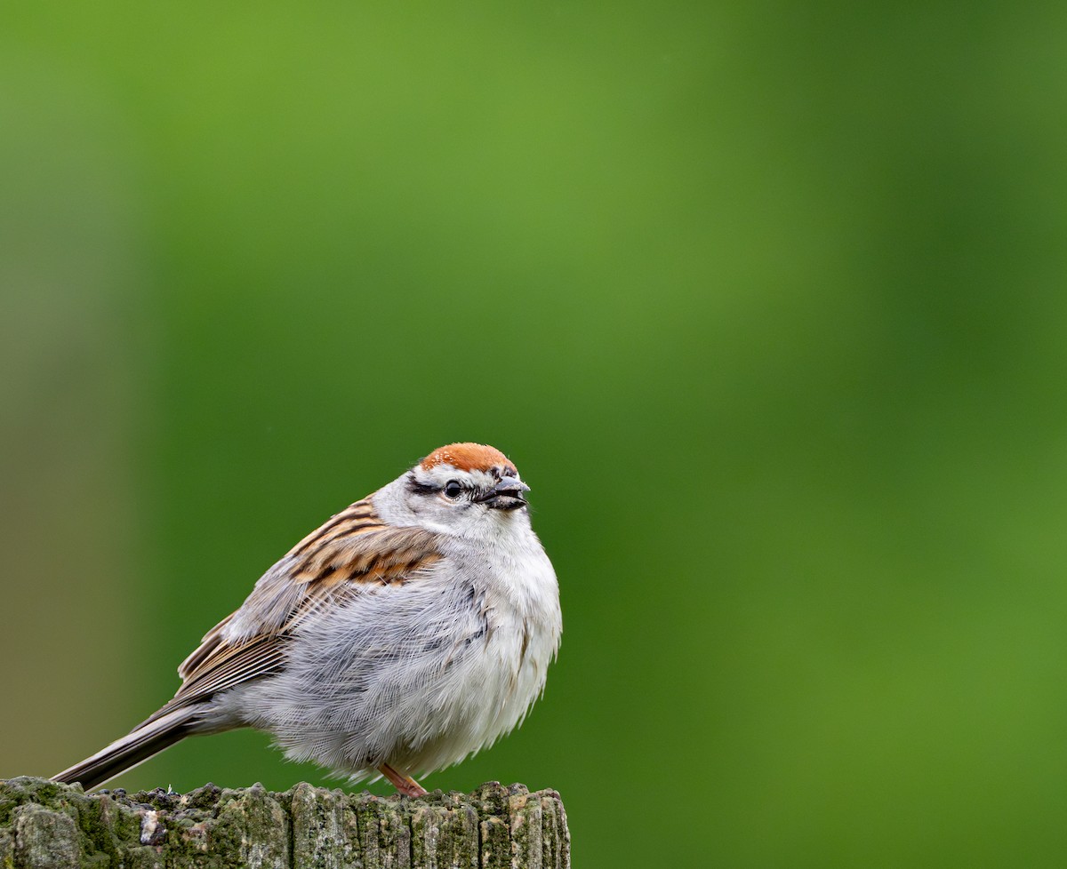 Chipping Sparrow - ML619323348