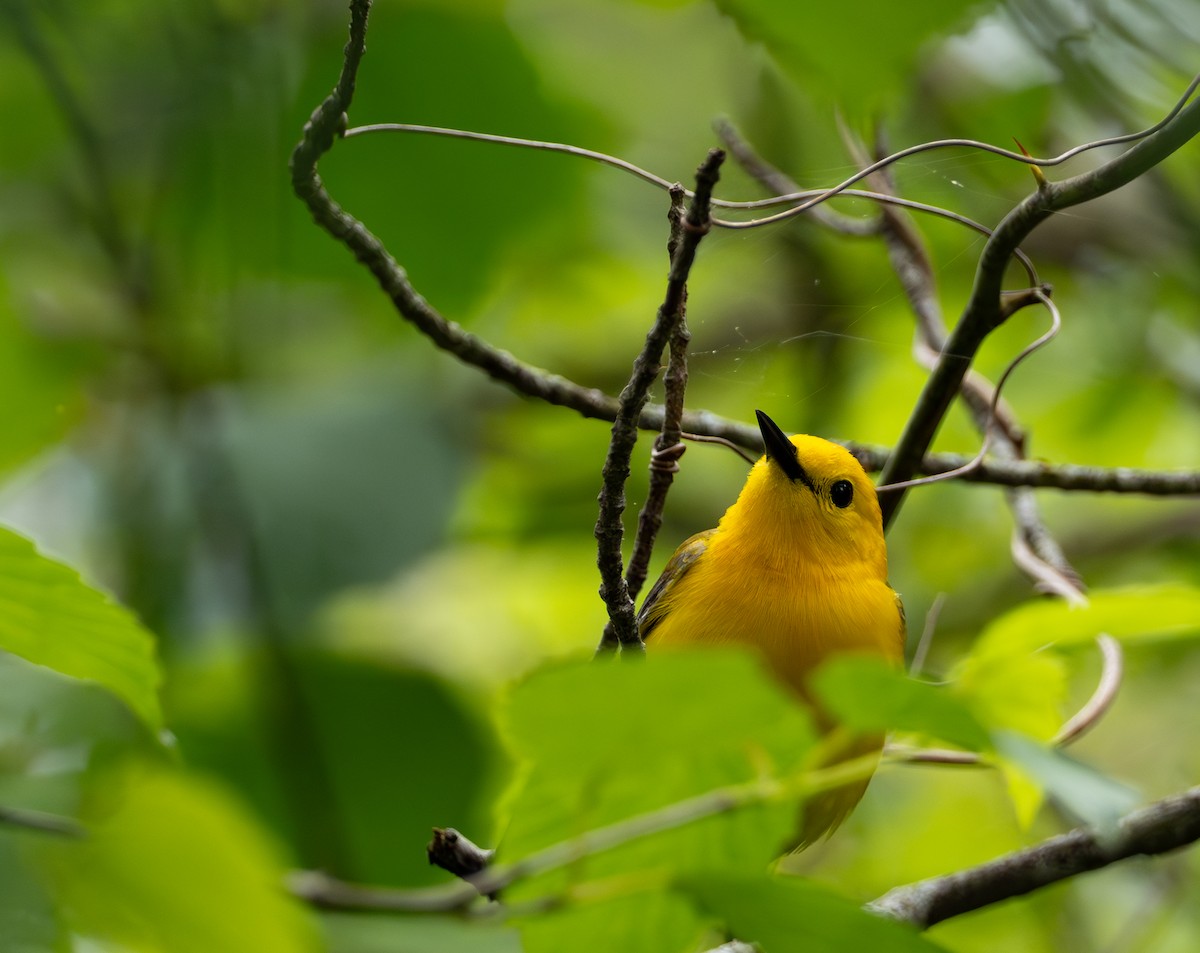 Prothonotary Warbler - ML619323357