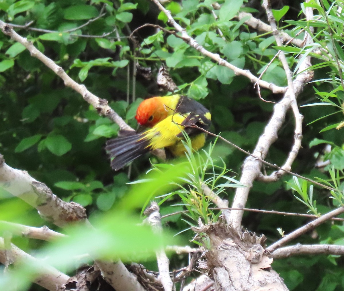 Western Tanager - ML619323407
