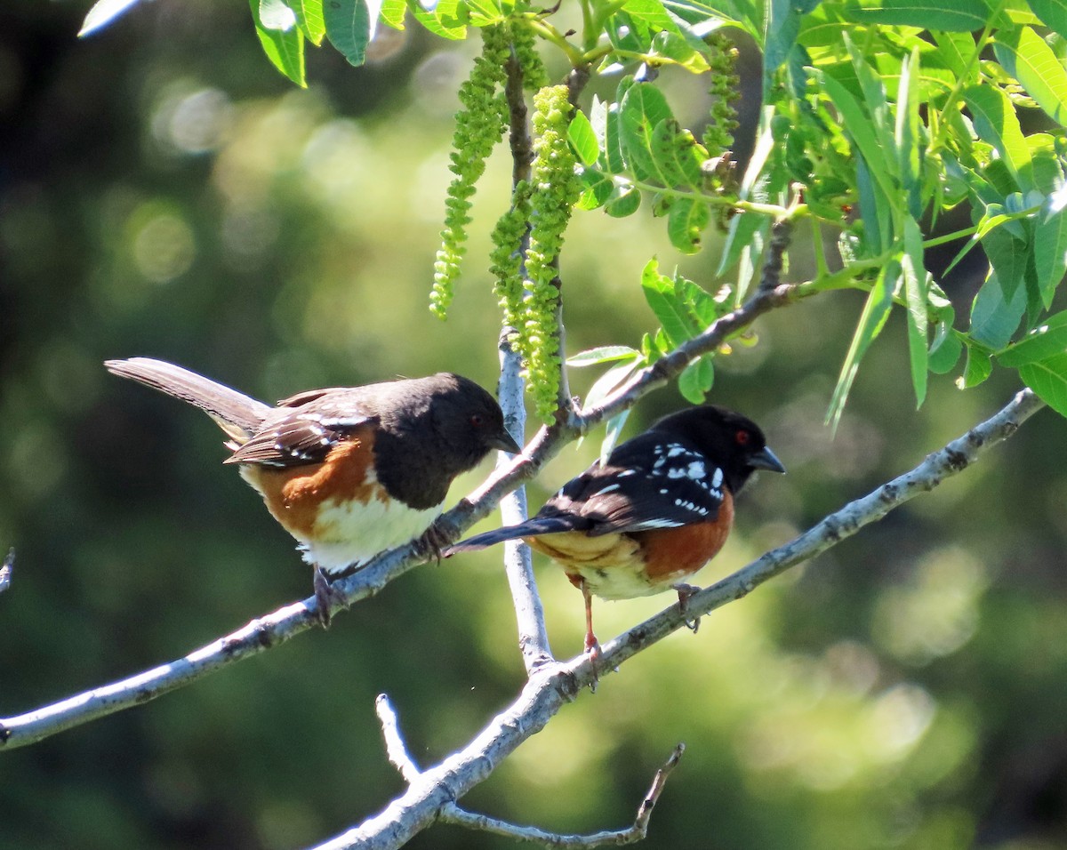 Spotted Towhee - ML619323408