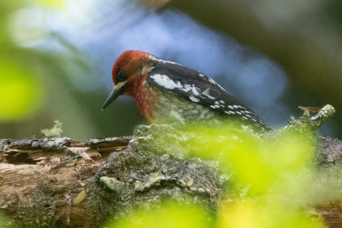 Red-breasted Sapsucker - ML619323489