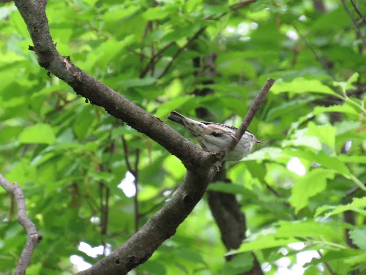 Black-and-white Warbler - ML619323503
