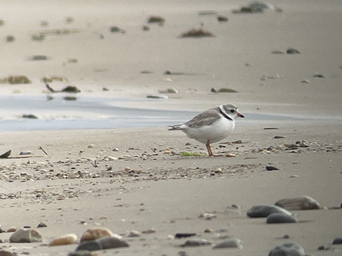 Piping Plover - ML619323513