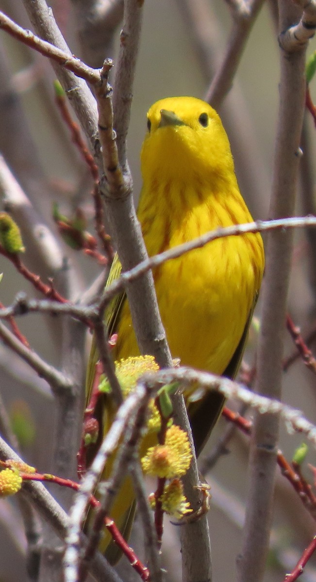 Yellow Warbler - ML619323523