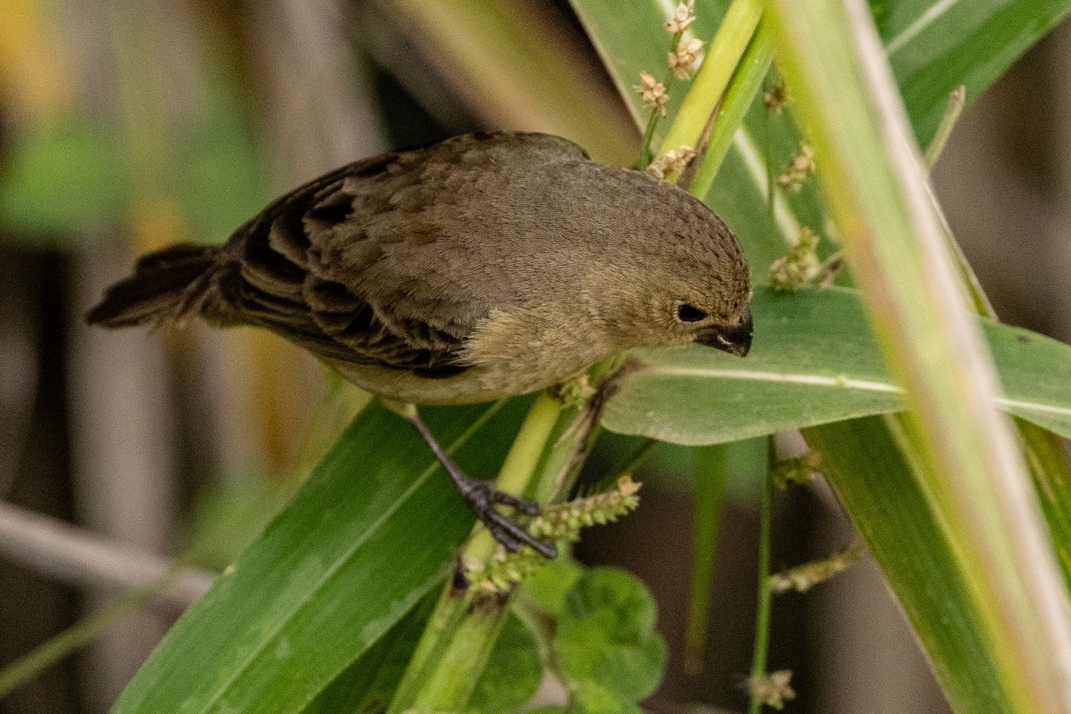 Yellow-bellied Seedeater - ML619323528