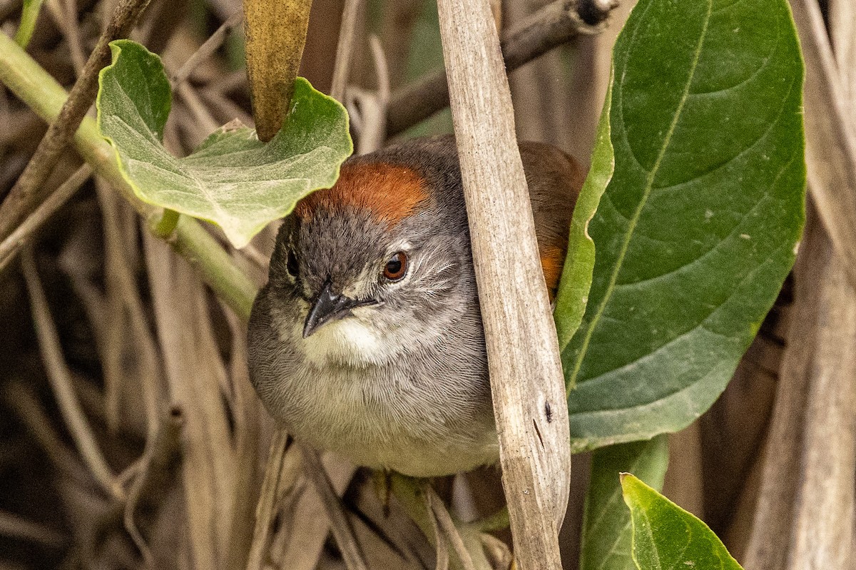 Pale-breasted Spinetail - ML619323609