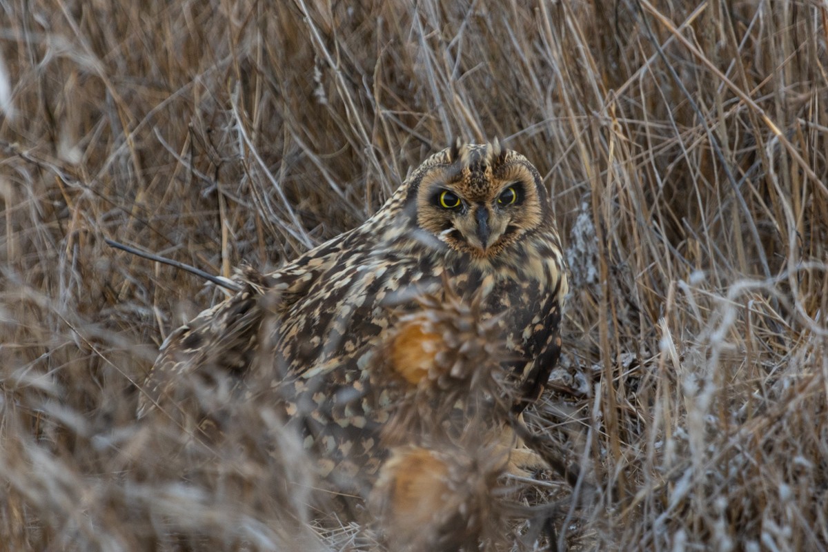 Short-eared Owl - ML619323625