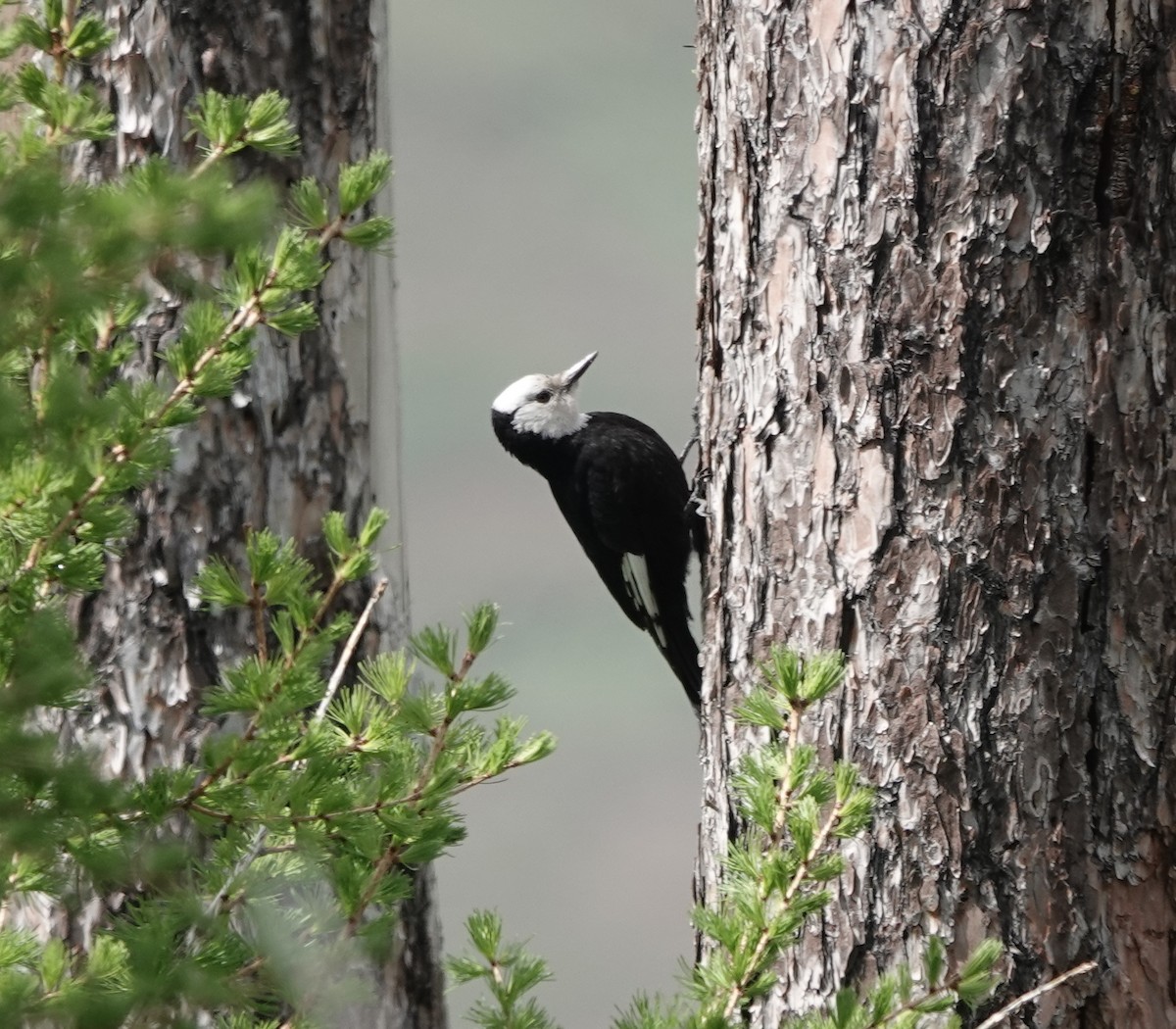 White-headed Woodpecker - ML619323643