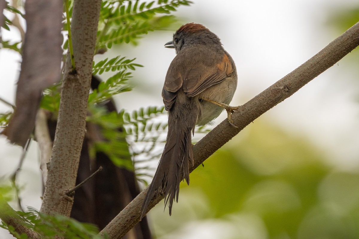 Pale-breasted Spinetail - ML619323648