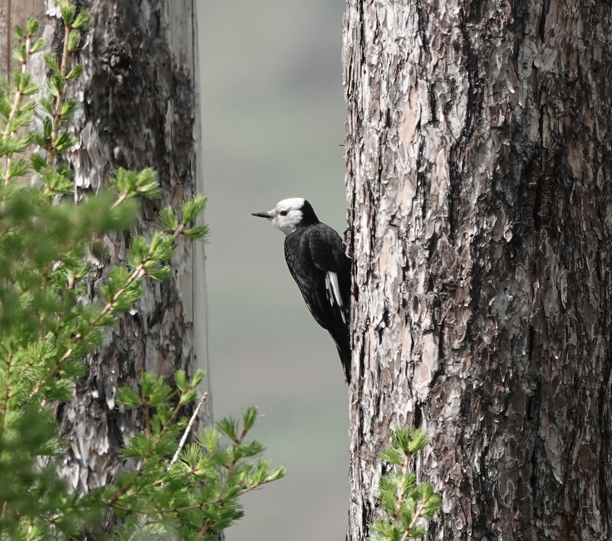 White-headed Woodpecker - ML619323656