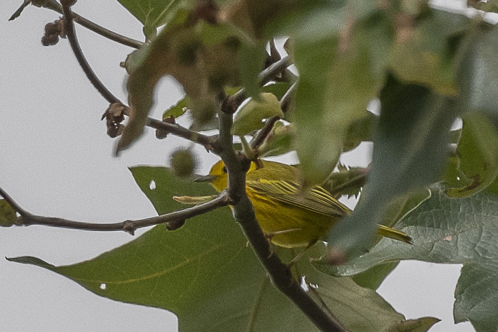 Yellow Warbler - ML619323672