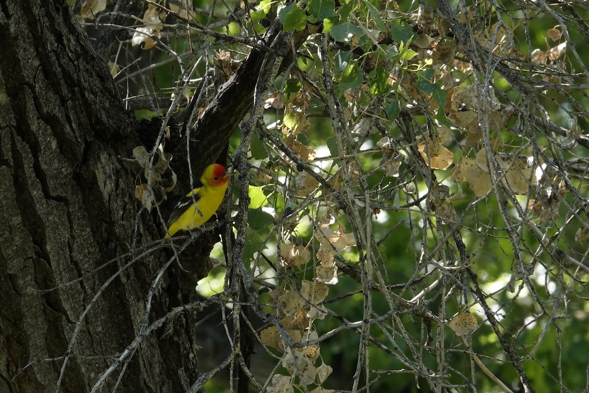 Western Tanager - ML619323678