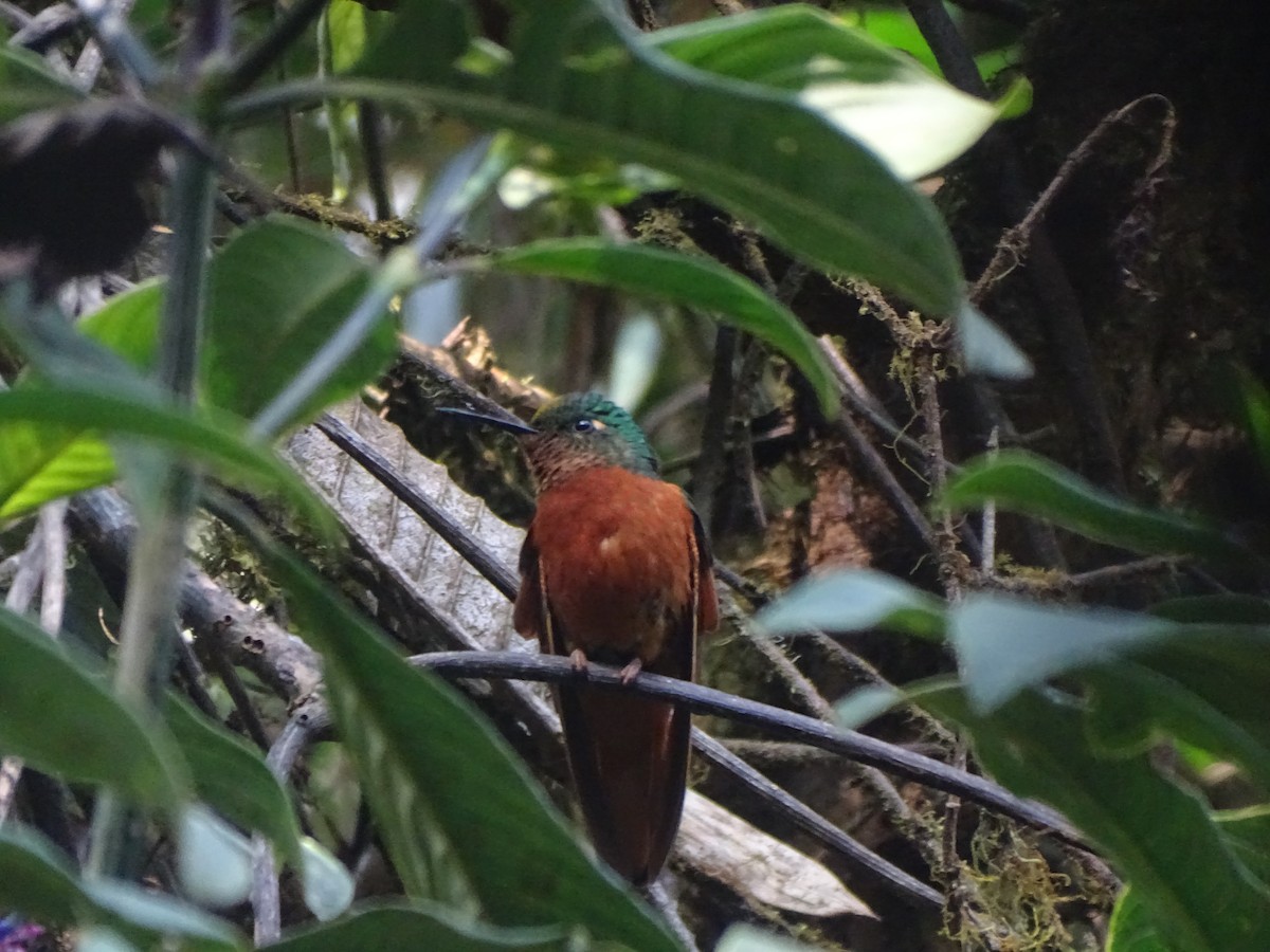 kolibřík peruánský - ML619323707