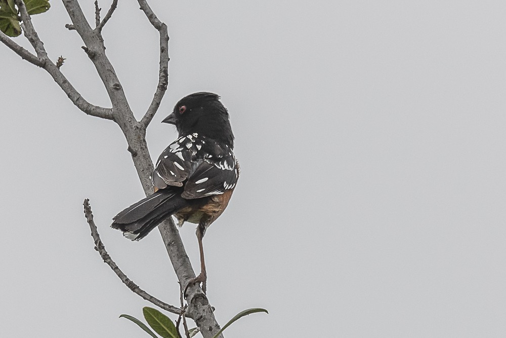 Spotted Towhee - ML619323766