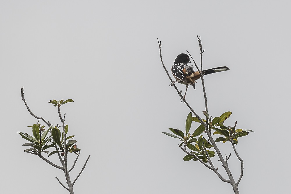 Spotted Towhee - ML619323768