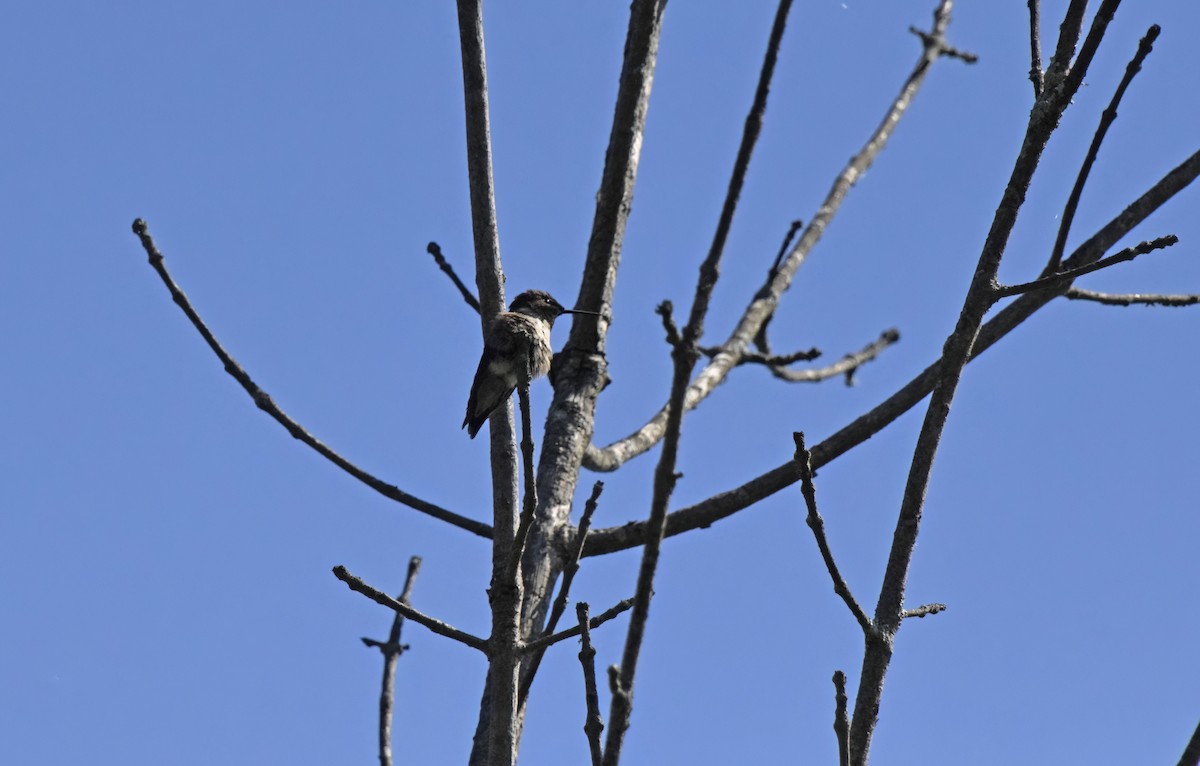Yakut Boğazlı Kolibri - ML619323835