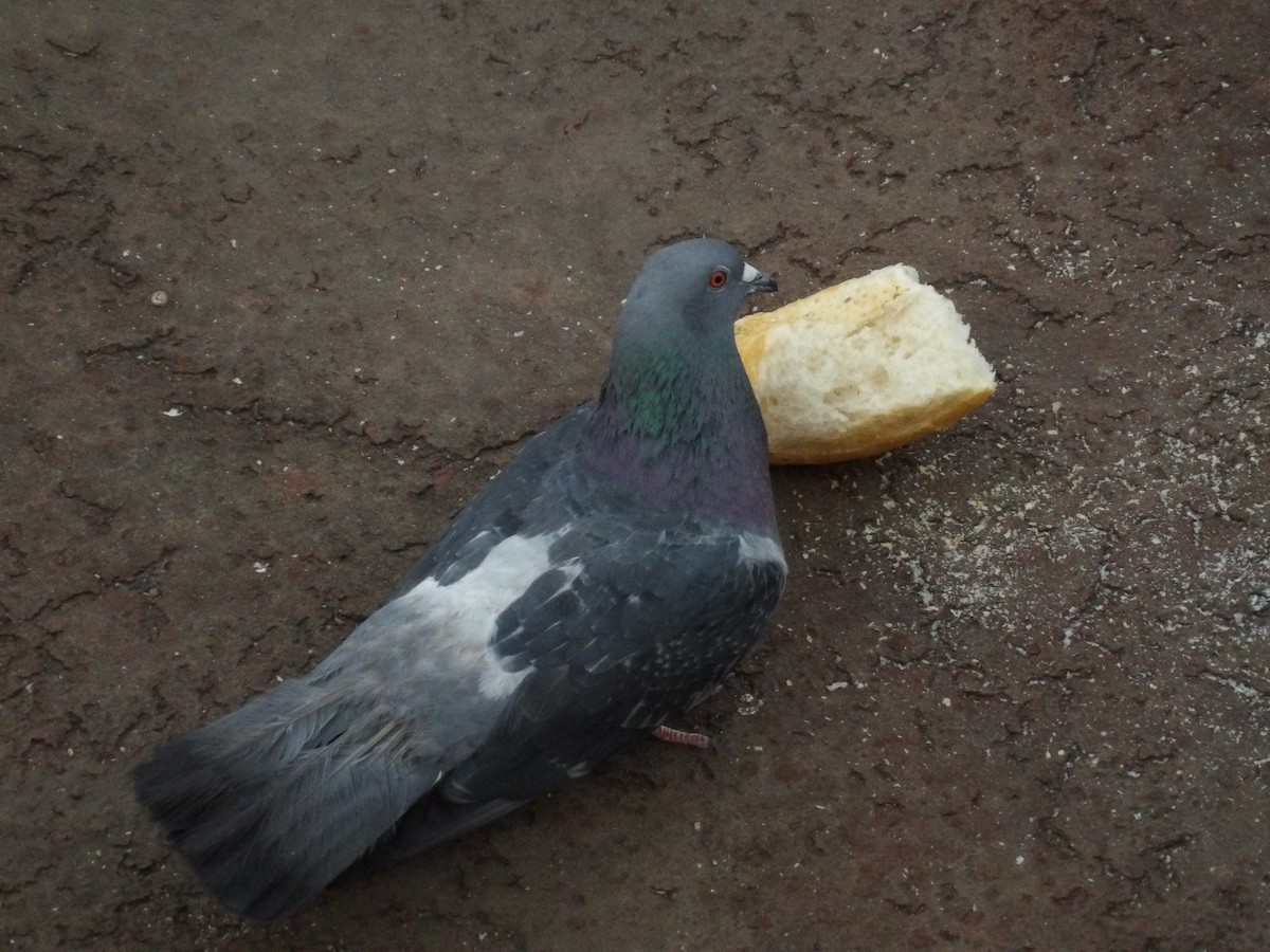 Rock Pigeon (Feral Pigeon) - ML619323839