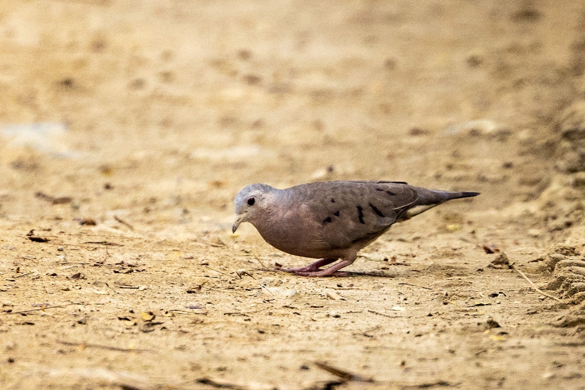 Plain-breasted Ground Dove - ML619323843