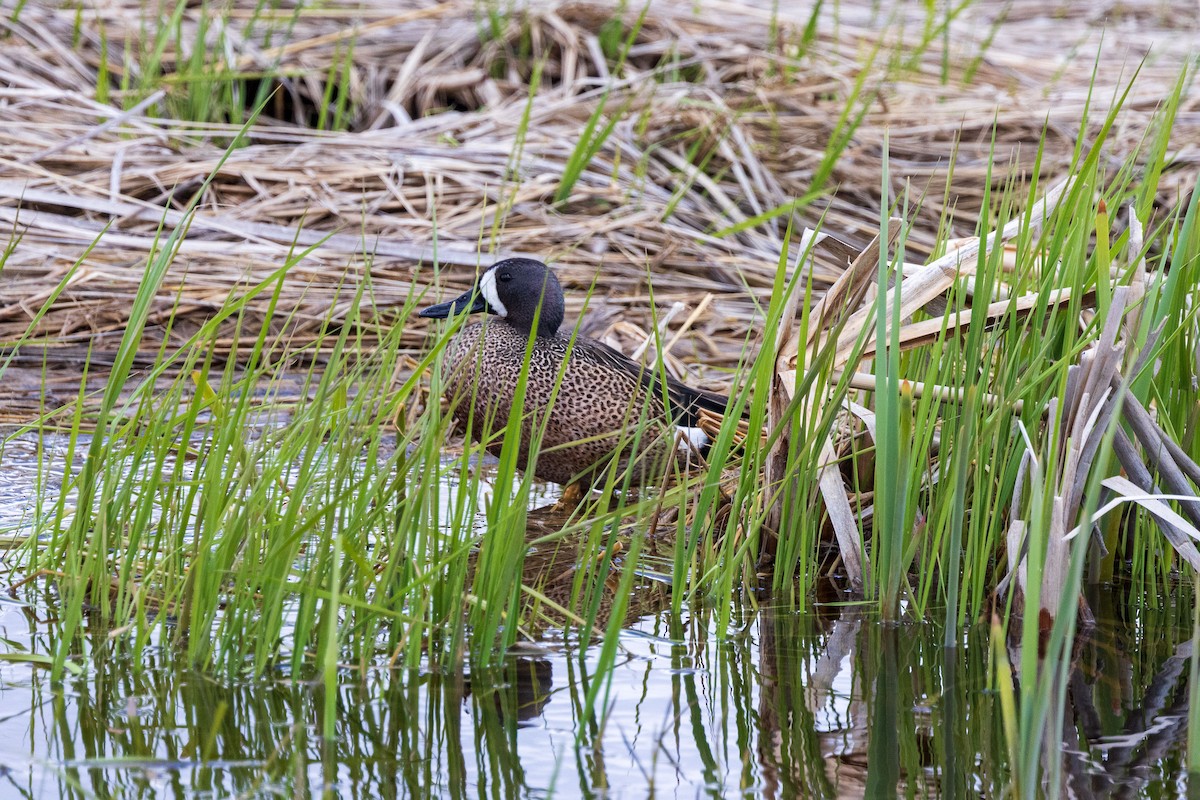 Blue-winged Teal - ML619323851