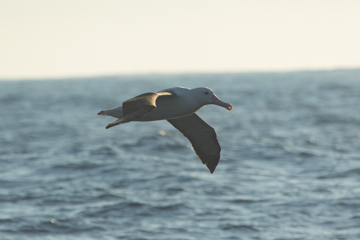 albatros Sanfordův - ML619323868