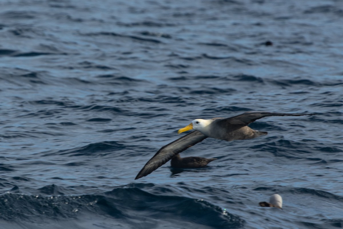 Albatros de Galápagos - ML619323874