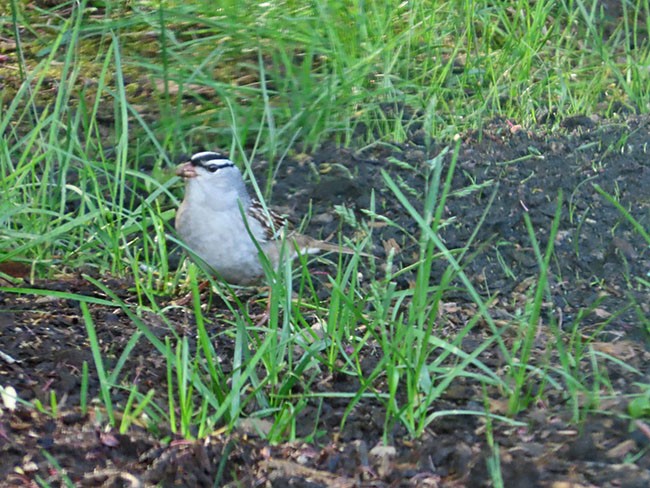 White-crowned Sparrow - ML619323910
