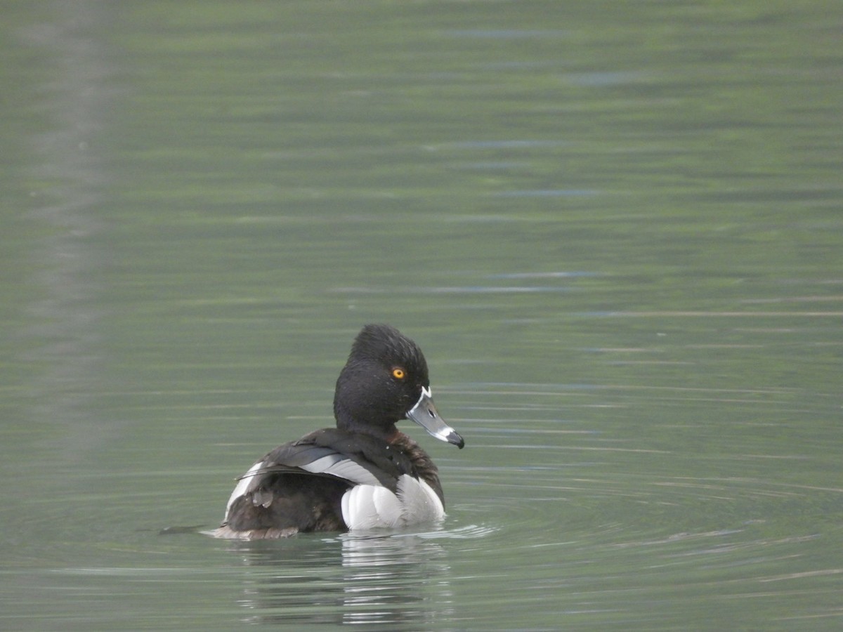 Ring-necked Duck - ML619323941
