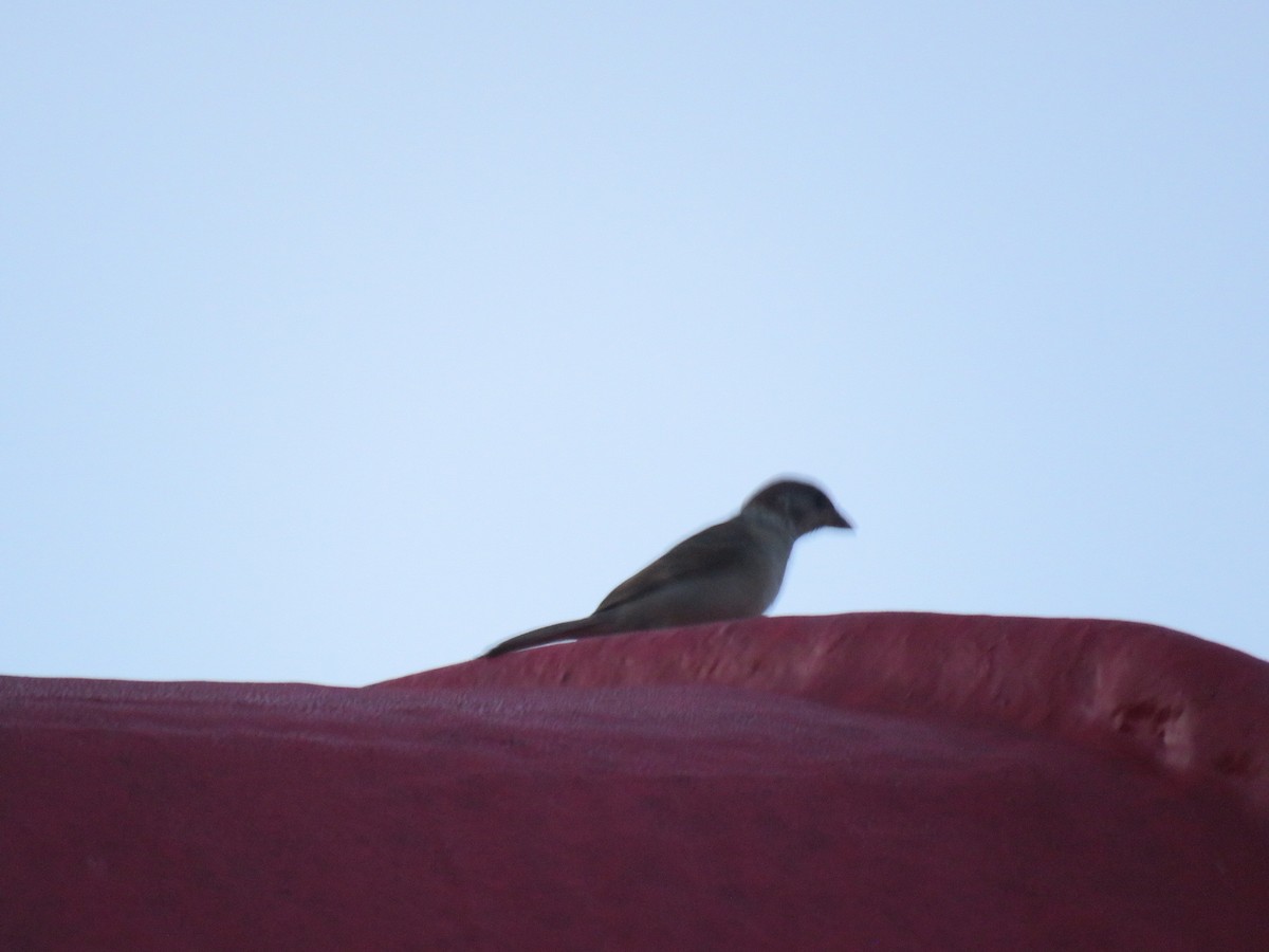 Eurasian Tree Sparrow - ML619323942