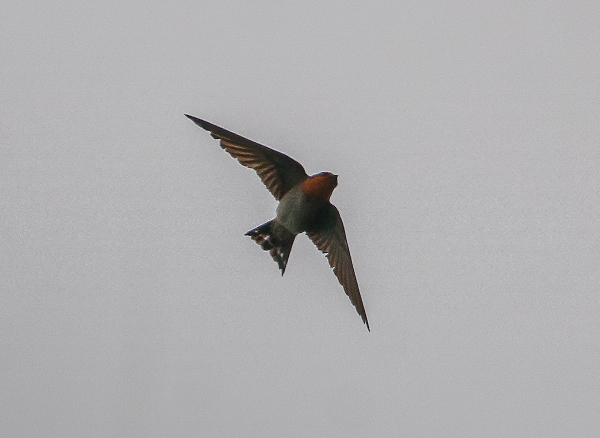 Pacific Swallow - ML619323966