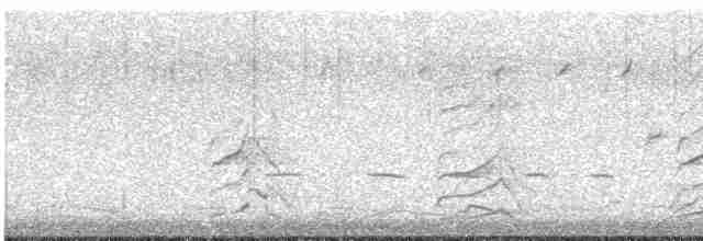 שחף אפור-זנב - ML619324101
