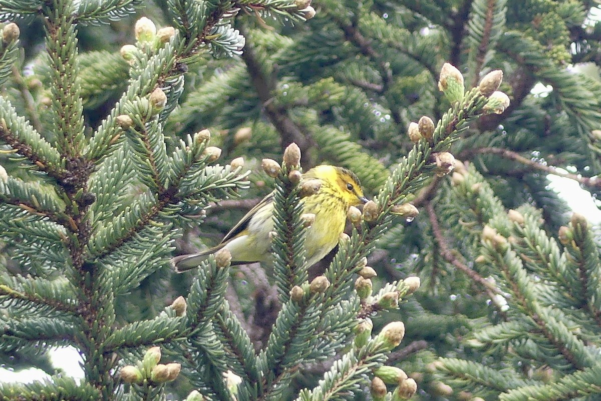 Cape May Warbler - ML619324131