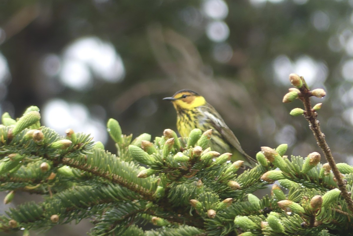 Cape May Warbler - ML619324132