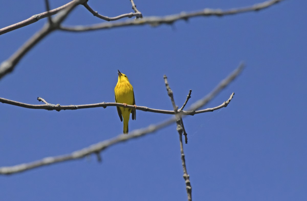 Yellow Warbler - ML619324159