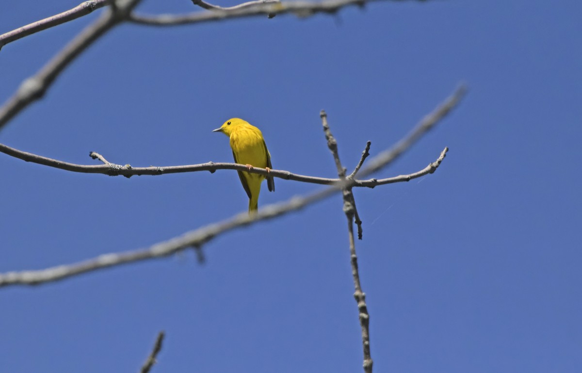 Yellow Warbler - ML619324161
