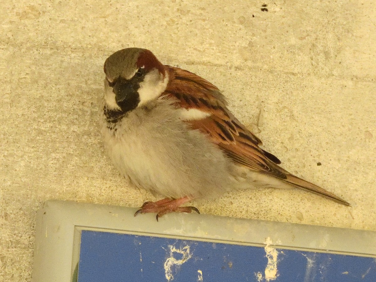 House Sparrow - ML619324168
