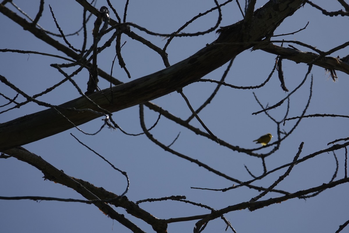 Yellow Warbler - ML619324191