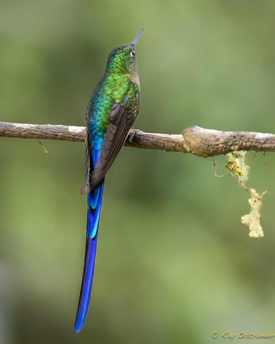 Violet-tailed Sylph - ML619324201