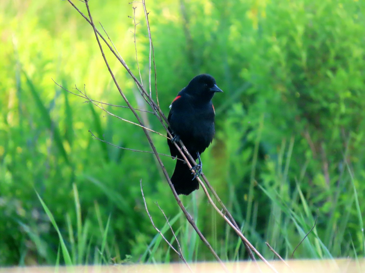 Red-winged Blackbird (Red-winged) - ML619324217